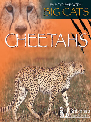 cover image of Cheetahs